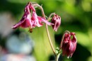 Akelei - Aquilegia vulgaris * 1414 x 943 * (349KB)